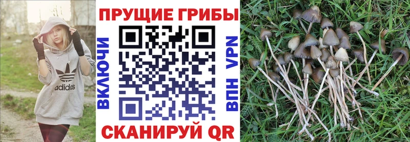 купить   Алатырь  Псилоцибиновые грибы Psilocybine cubensis 
