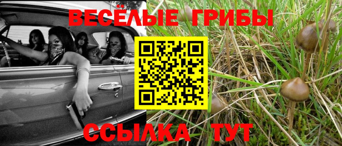 Псилоцибиновые грибы Psilocybe  Вход с VPN  Псилоцибиновые грибы MAGIC MUSHROOMS  Алатырь 